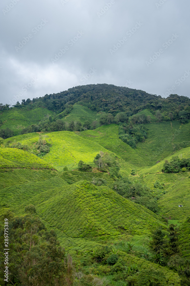 Tea plantation covering the rainy Cameron Highlands in Malaysia