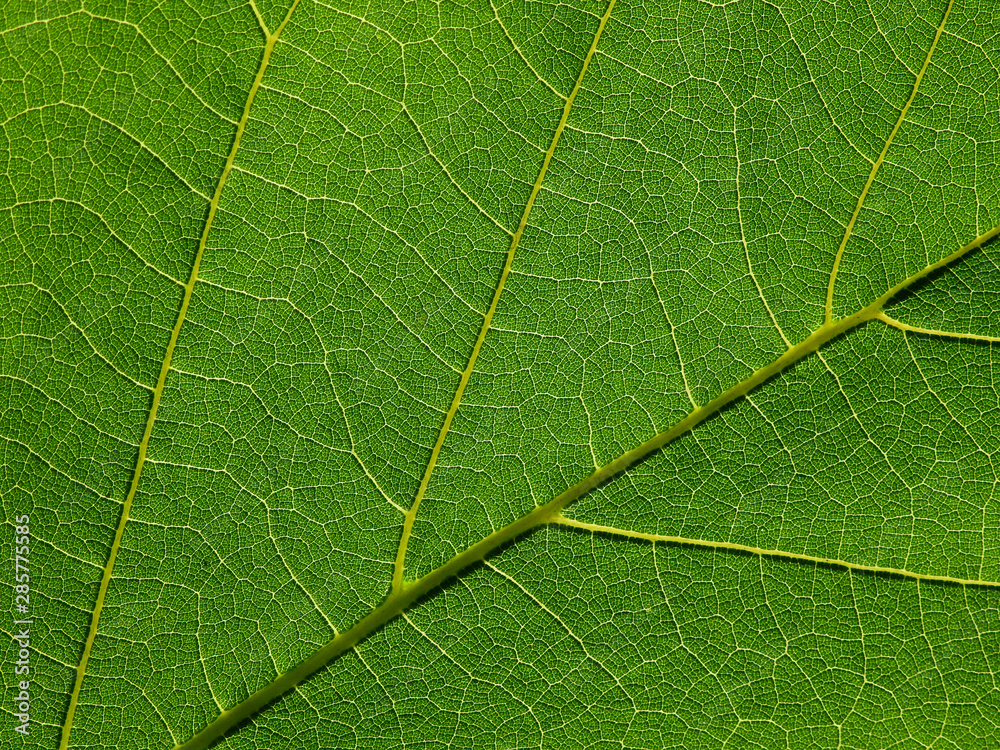 detail of green leaves texture macro style detail of green leaves texture macro style