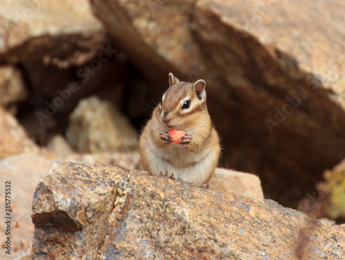 A chipmunk on an autumn day sits in a forest among stones and eats an acorn.