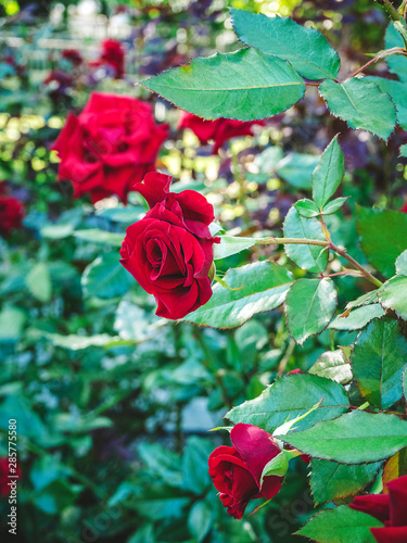 beautiful red roses in the garden  background with sun flare