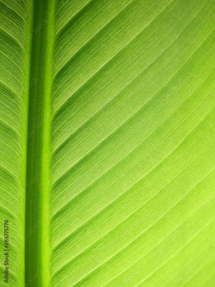 green leaf of banana tree texture green leaf of banana tree texture