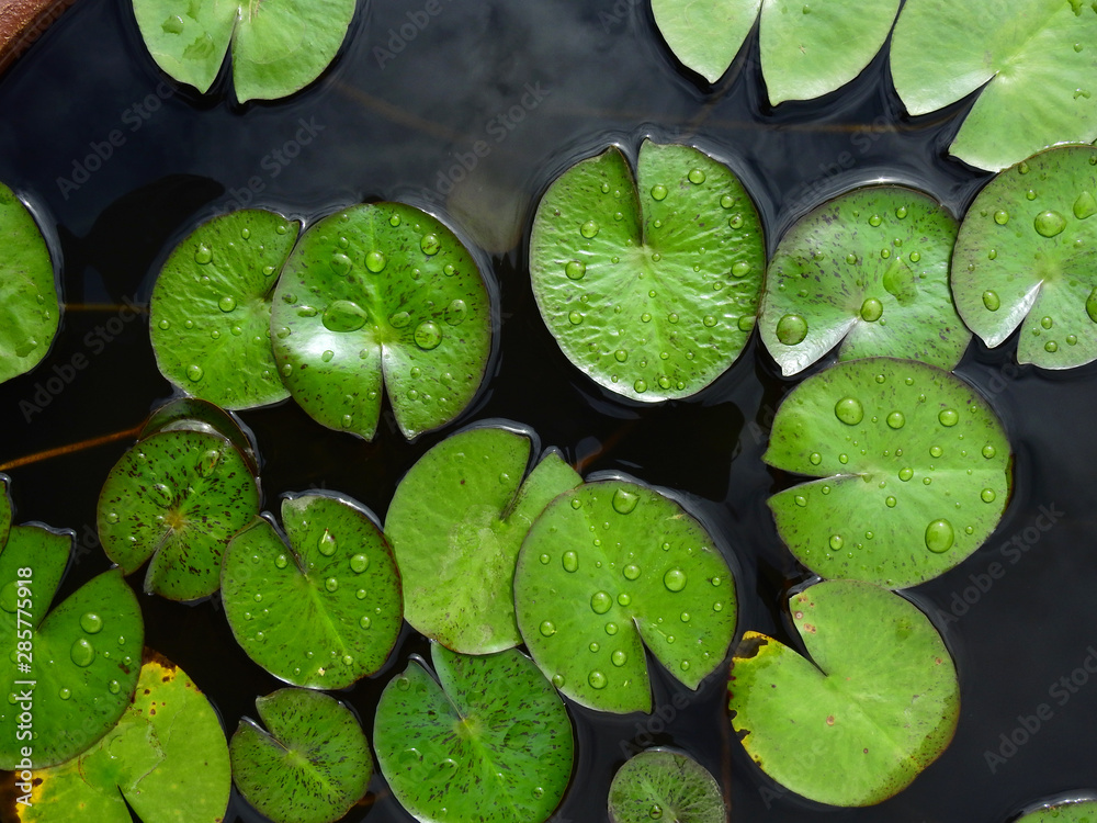 green lotus leaf with water drop in the pond green lotus leaf with water drop in the pond