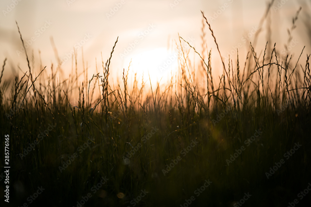 Sonnenuntergang auf Getreide Feld