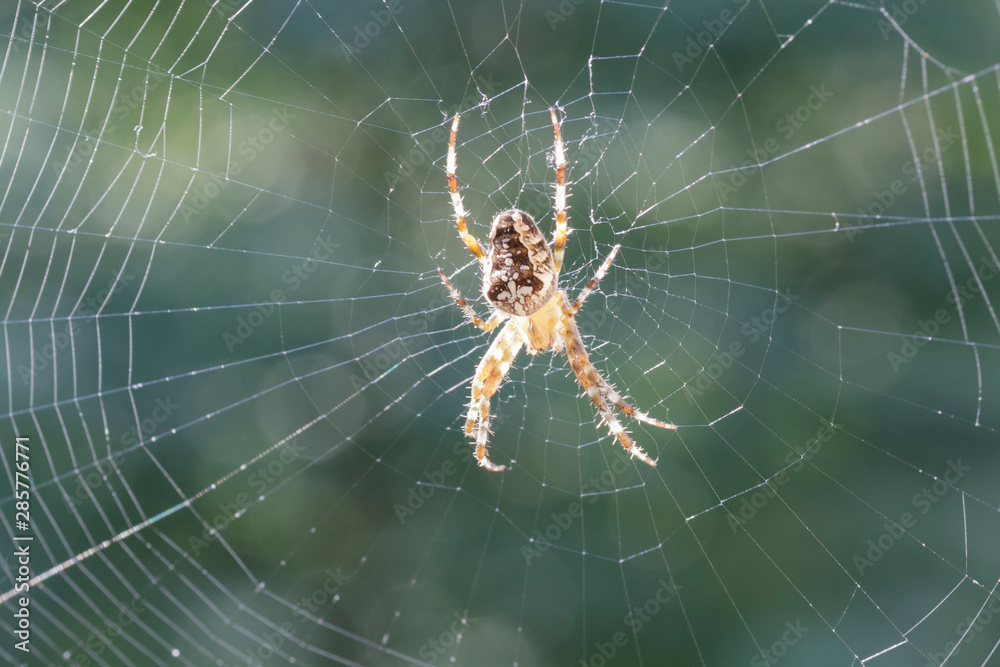 Kreuzspinne Kreuzspinne