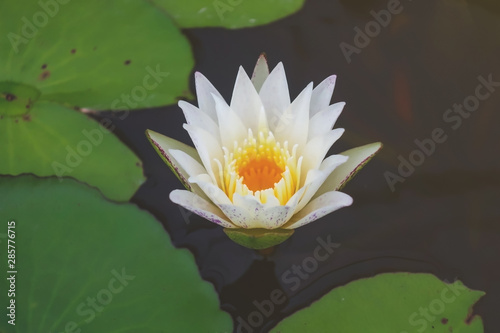 Close up of lotus in the nature