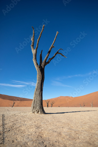 Dead acacia trees casting shadows during sunrise in arid Deadvlei pan. Sossusvlei, Namibia.