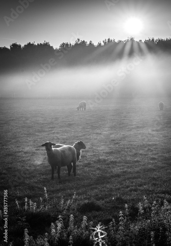 Schafe im Fr  hnebel auf den Ruhrwiesen in Duisburg