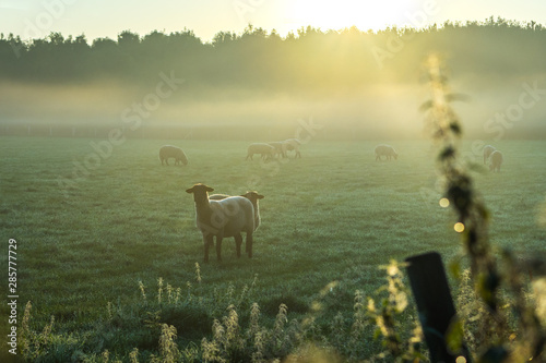 Schafe im Fr  hnebel auf den Ruhrwiesen in Duisburg