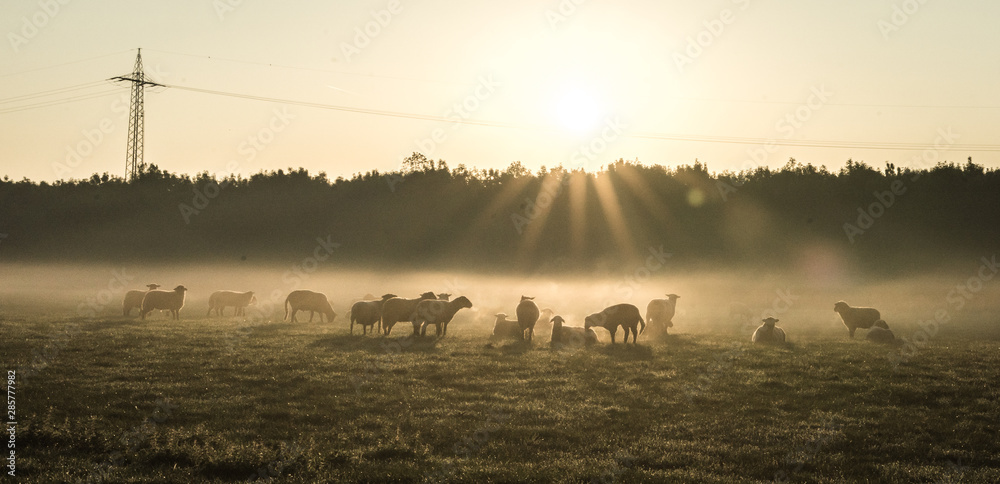 Schafe im Frühnebel auf den Ruhrwiesen in Duisburg