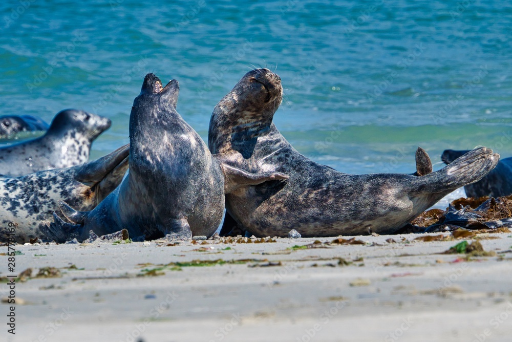 Fototapeta premium Grey seal on the beach of Heligoland - island Dune