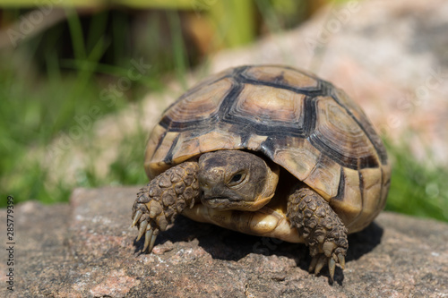 marginated tortoise (Testudo marginata) eats clover.. © UbjsP