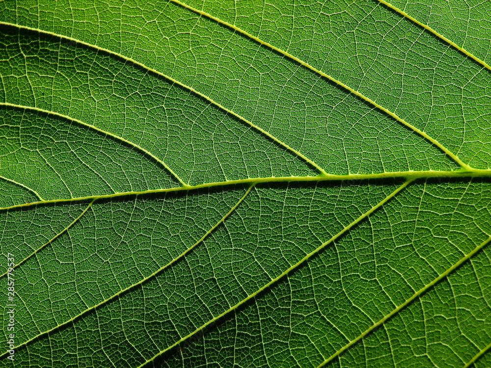 detail of green leaves texture macro style detail of green leaves texture macro style