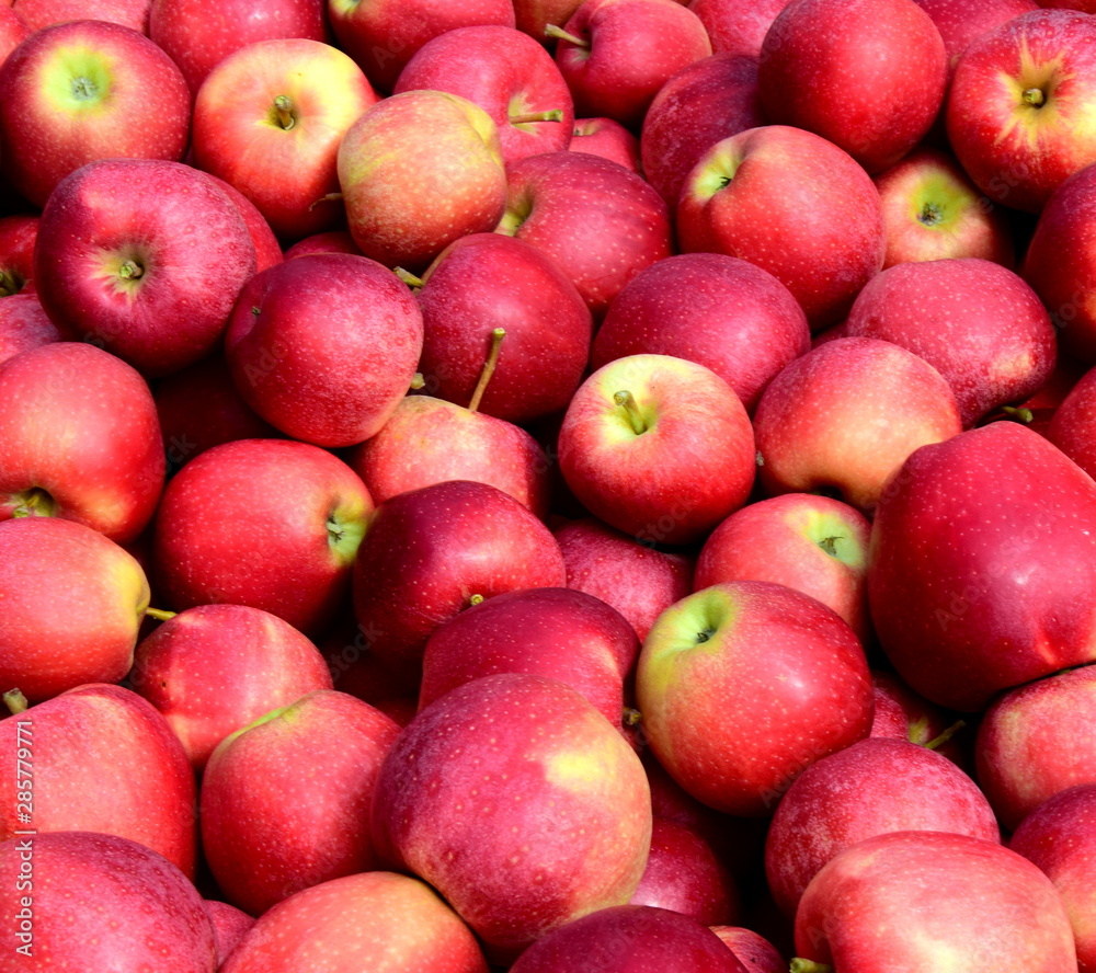 Äpfel - Apfelbäume - Apfelernte in Südtirol Äpfel - Apfelbäume - Apfelernte in Südtirol