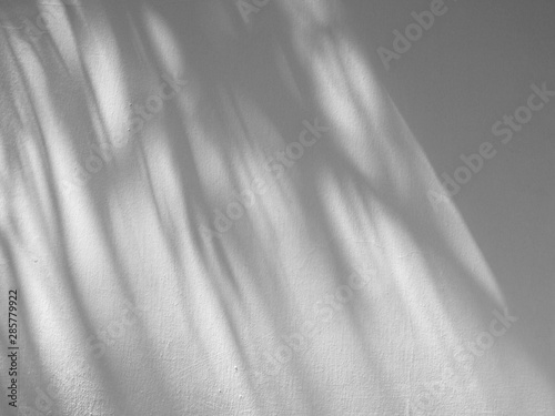 shadow of palm leaves on white background