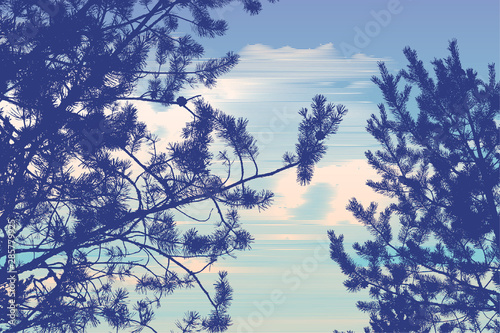 pine tree  branches silhouette and clouds. detailed vector illustration