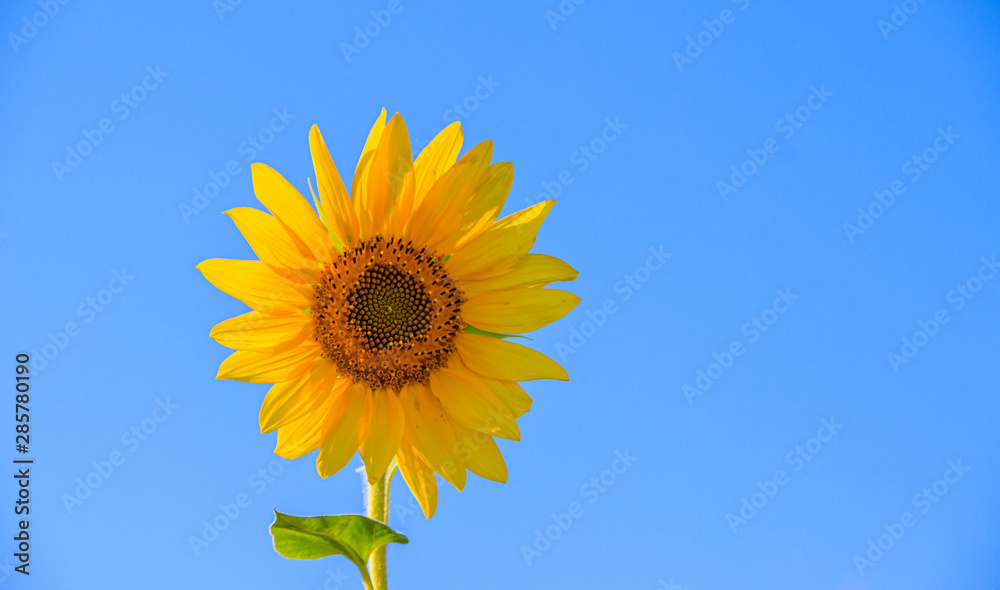 A field of sunflowers. Big yellow flowers field. Flowers with seeds. A field of sunflowers. Big yellow flowers field. Flowers with seeds.