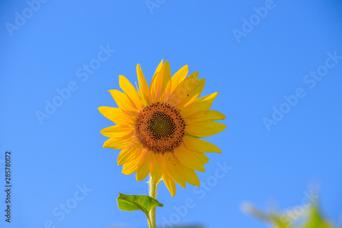 A field of sunflowers. Big yellow flowers field. Flowers with seeds.