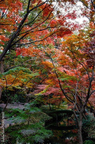秋の日本庭園で人々をひきつける美しい紅葉