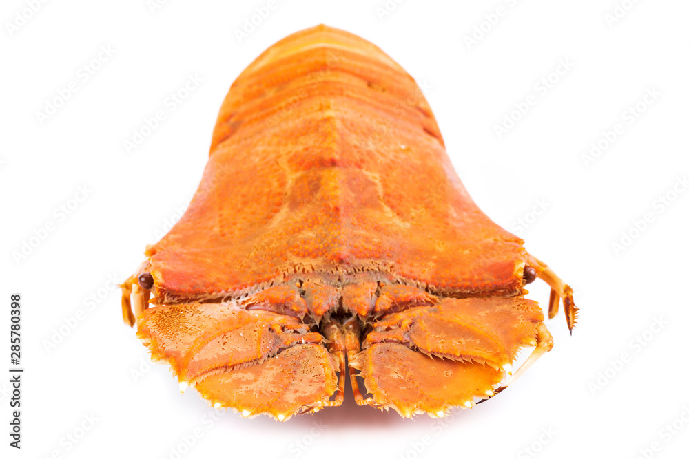 svær at tilfredsstille argument Lave om 29 BEST "Lobster Moreton Bay Bug" IMAGES, STOCK PHOTOS & VECTORS | Adobe  Stock