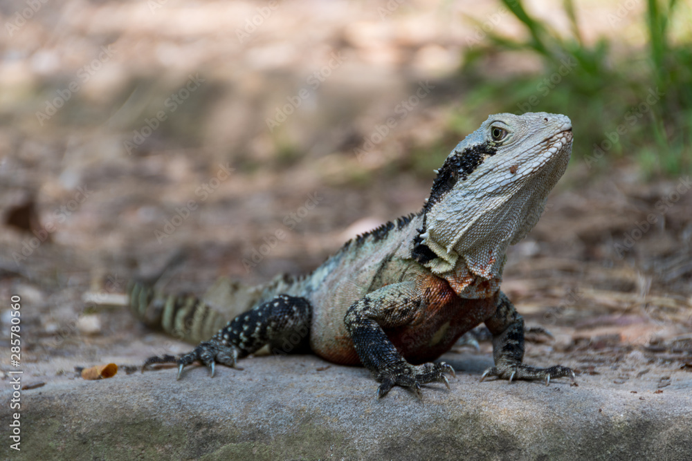 wartender Leguan wartender Leguan