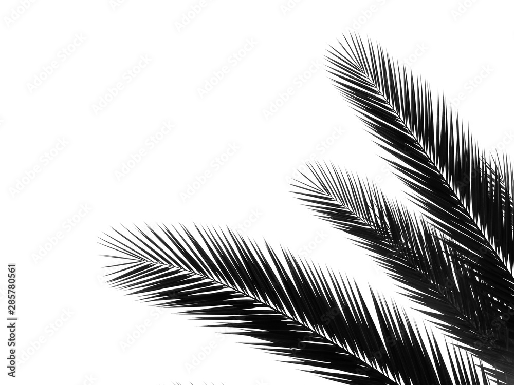 Obraz premium beautiful palms leaf on white background