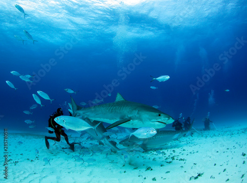 Three Tiger Sharks Close on a Diver. Tiger Beach, Bahamas