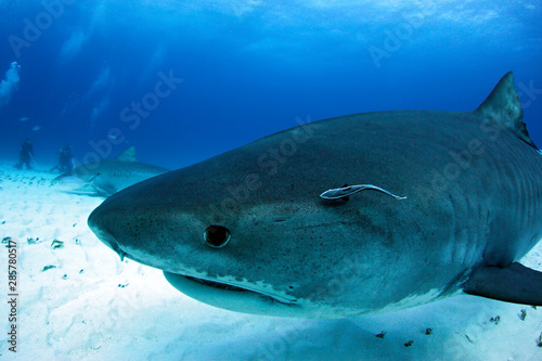 Close-up of a Curious Tiger Shark. Tiger Beach, Bahamas