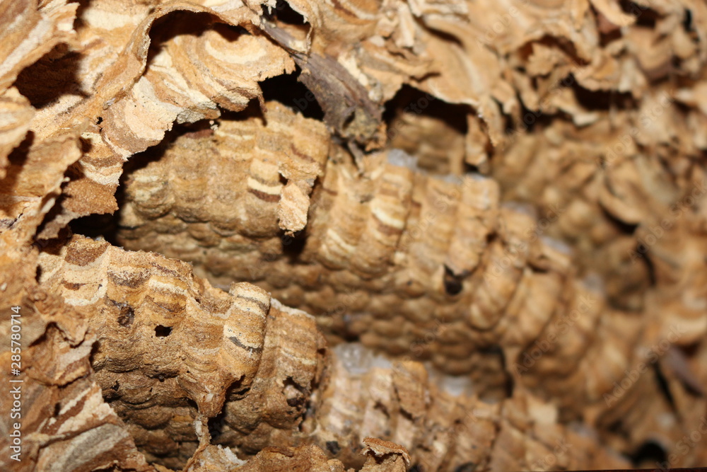 Vespiary. Visible moves and honeycombs for wasps Vespiary. Visible moves and honeycombs for wasps