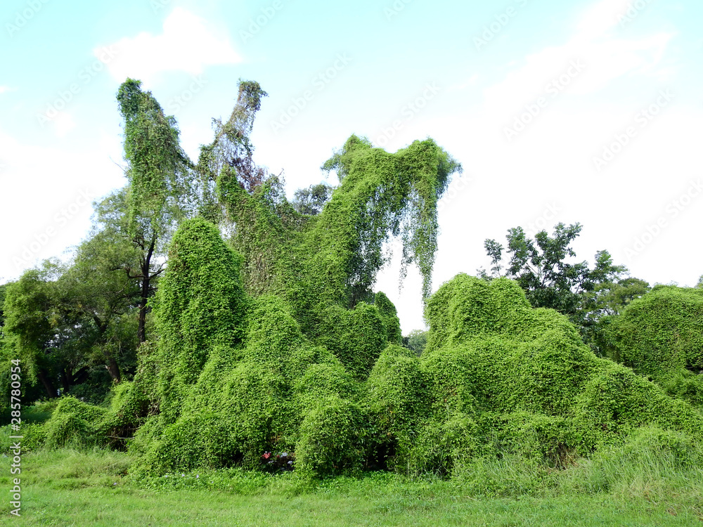 ivy plant of weed growth cover on the tree