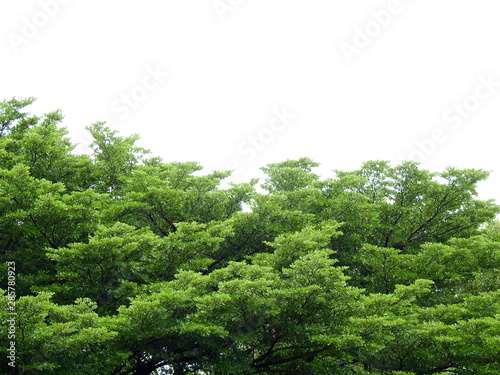 green leaf of tree at spring season on white background