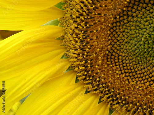 sunflower