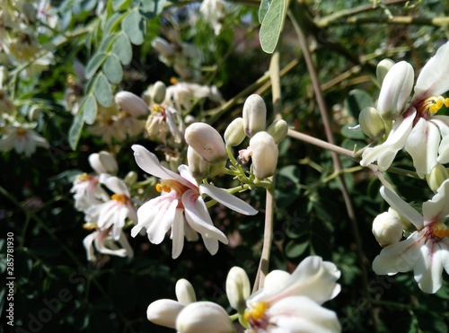 forest flowers