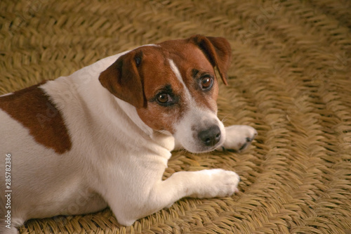 Dog lied on the ground