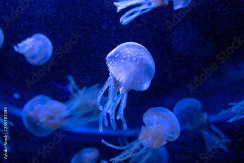 Jellyfish swimming in the water