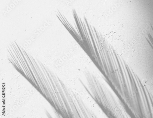 shadow of palm leaves on old white wall background