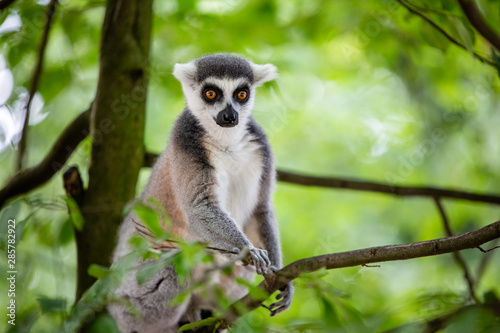 Ring-tailed lemur