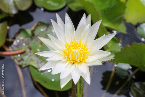 Beautiful lotus blooming flower with green leaf in the pond.