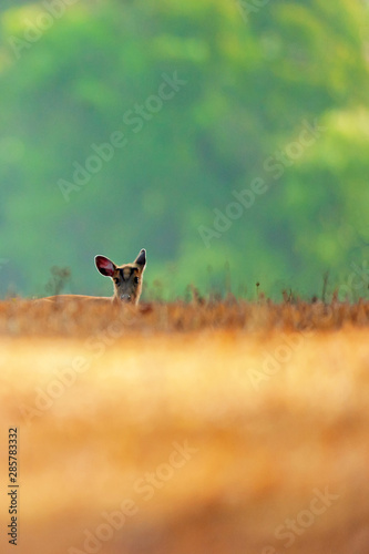 Muntjac relaxing in the grassland at sunrise.