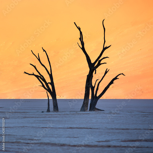 Dead acacia trees casting shadows during sunrise in arid Deadvlei pan. Sossusvlei, Namibia.
