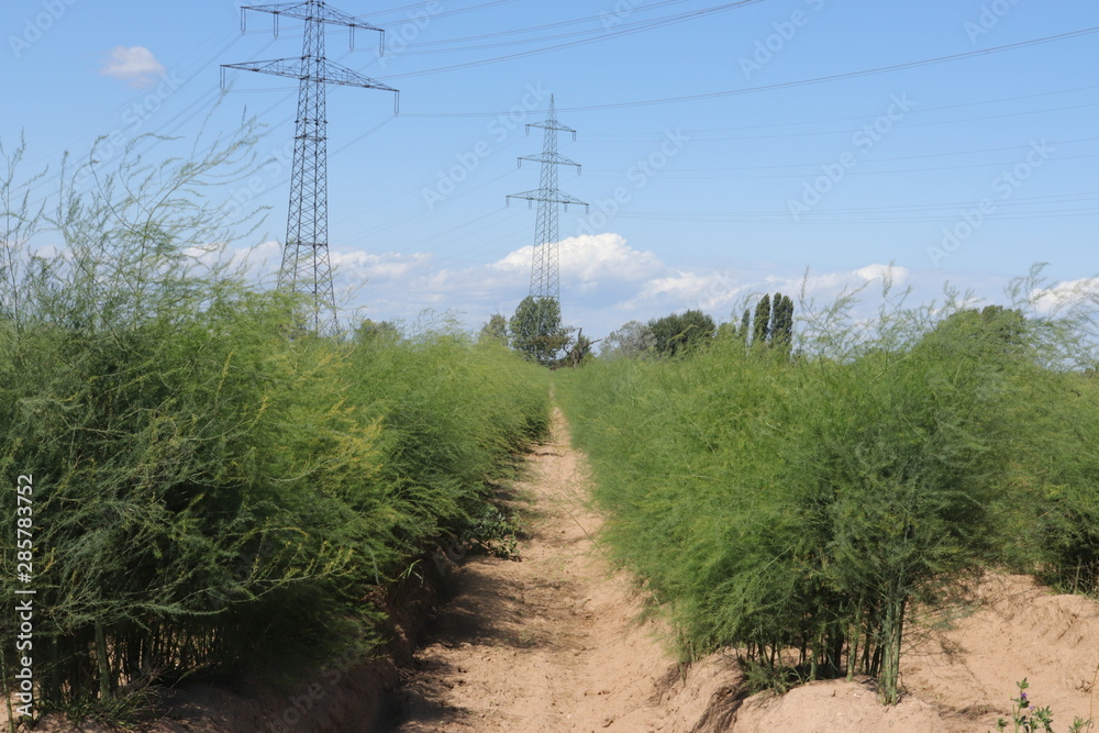 der Weg durchs Grüne 