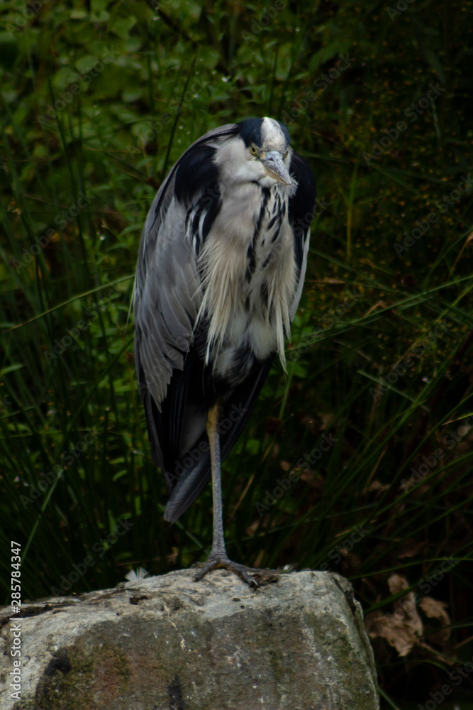 Fototapeta premium Grey heron standing on one leg on a stone and looking straight into the camera