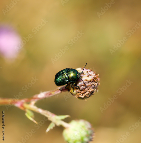 Grün Glanzender Käfer auf einer Blume