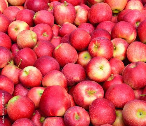 Viele reife rote Äpfel - Apfelernte in Südtirol