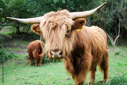 Hochlandrinder, Kühe mit riesigen Hörnern auf der Weide