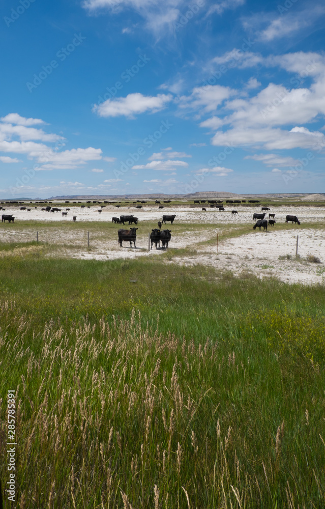Fototapeta premium grazing cattle 