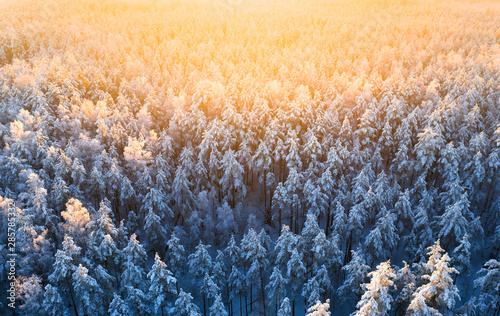 Winter forest view from above