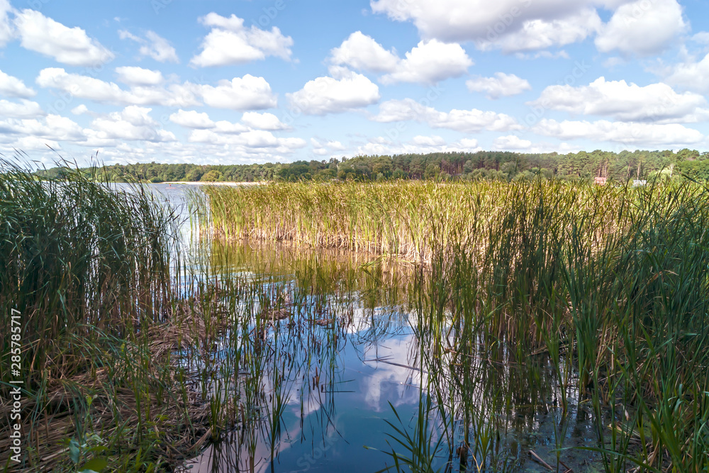 Last warm days of August. Water, cattail, forest and sky with clouds Last warm days of August. Water, cattail, forest and sky with clouds