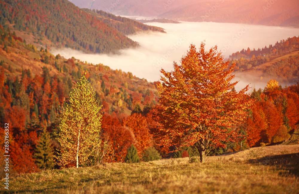 Autumn colorful landscape in mountains at sunset