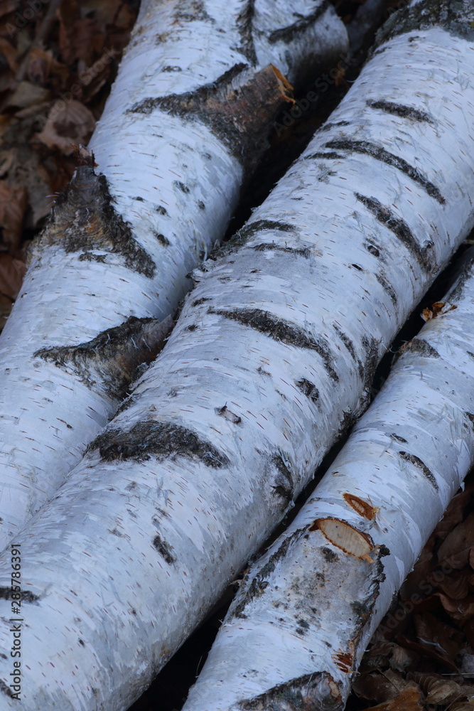 Birch logs you can see the white coloration of the bark Birch logs you can see the white coloration of the bark