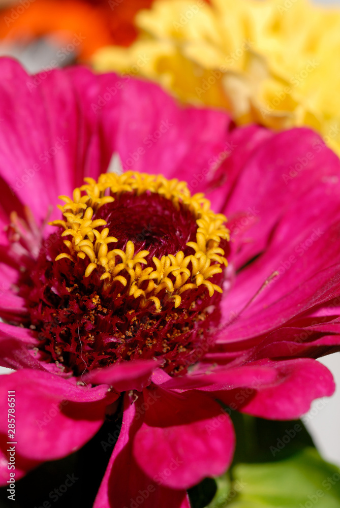 Zinnia blooms in the summer garden closeup. Shallow depth of field Zinnia blooms in the summer garden closeup. Shallow depth of field